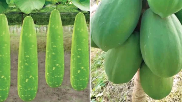 পঞ্চগড়ে এক টাকায় চারটি লাউ, ২ টাকায় ১ কেজি পেঁপে; উৎপাদন খরচ না পেয়ে গাছ কাটছেন কৃষক
